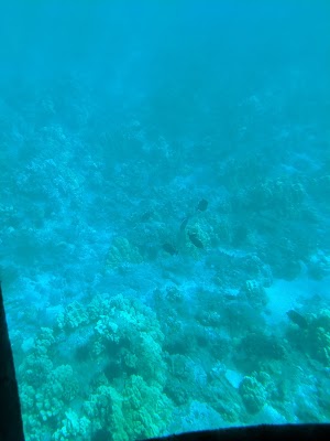 Reef Dancer - photo 82
