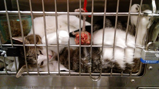 Pet Supply Store «PetSmart», reviews and photos, 3540 Youngfield St, Wheat Ridge, CO 80033, USA