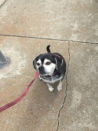 Lorin Luvs Your Pets - Photo 6 - Car repair in , Mission Viejo