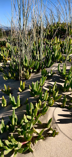 Grocery Store «Pismo Market», reviews and photos, 700 Dolliver St, Pismo Beach, CA 93449, USA