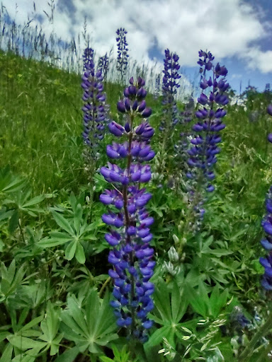 Golf Club «Kebo Valley Club», reviews and photos, 136 Eagle Lake Rd, Bar Harbor, ME 04609, USA