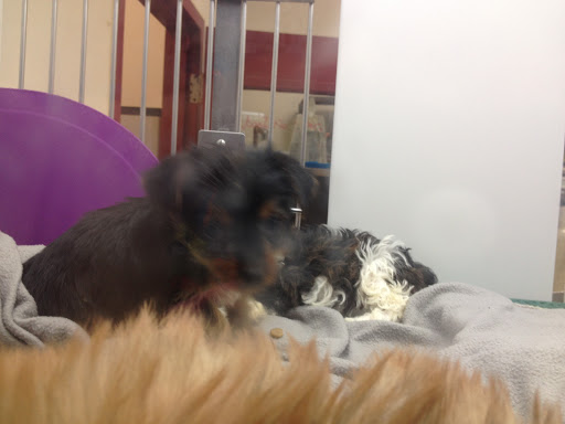 Pet Store «Petland», reviews and photos, 2123 Old Hudson Rd, St Paul, MN 55119, USA