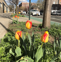 Street Tree Landscaping - Photo 2 - Car repair in , New York