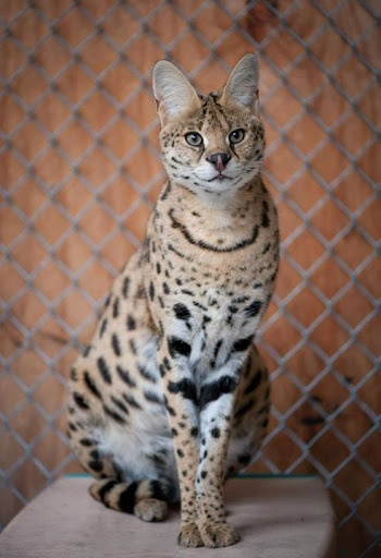 Wildlife Rescue Service «In-Sync Exotics», reviews and photos, 3430 Skyview Dr, Wylie, TX 75098, USA