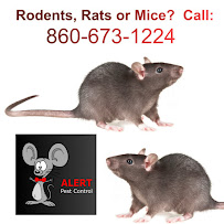 Alert Pest Management - Photo 8 - Car repair in Farmington, CT, Hartford