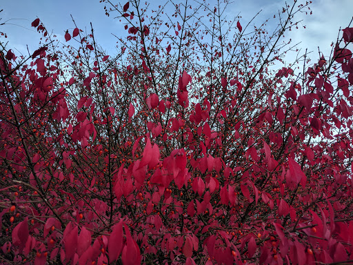 Community Center «Old Redmond Schoolhouse Community Center», reviews and photos, 16600 NE 80th St, Redmond, WA 98052, USA