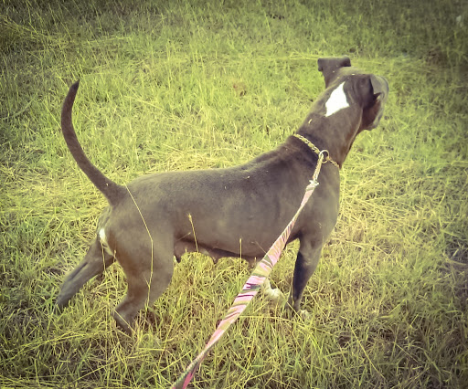 Animal Hospital «Animal Medical Corpus Christi», reviews and photos, 6822 Everhart Rd, Corpus Christi, TX 78413, USA