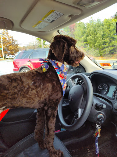 Pet Supply Store «Petco Animal Supplies», reviews and photos, 1049 S Willow St, Manchester, NH 03103, USA