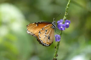 Zanzibar Butterfly Centre image