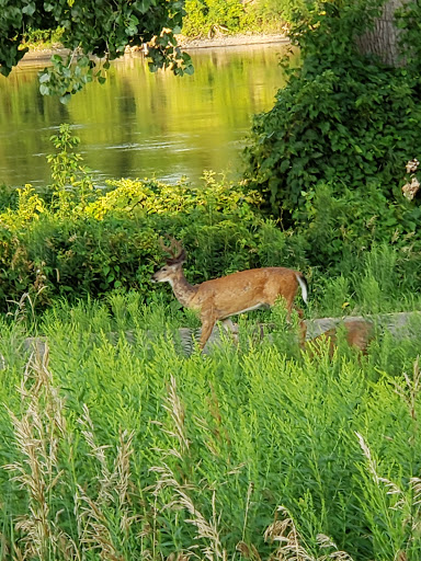 Park «North Mississippi Regional Park», reviews and photos, 4900 Mississippi Ct, Minneapolis, MN 55430, USA