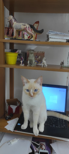 Vet em Casa Atendimento Veterinário em Campinas - SP