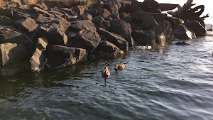 Saltwater State Park - photo 48