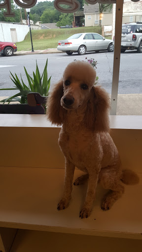 Pet Groomer «Precious Paws», reviews and photos, 221 N Marble St, Rockmart, GA 30153, USA