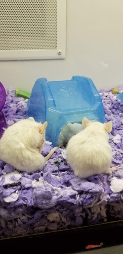 Pet Supply Store «Petco Animal Supplies», reviews and photos, 438 Southbridge St, Auburn, MA 01501, USA