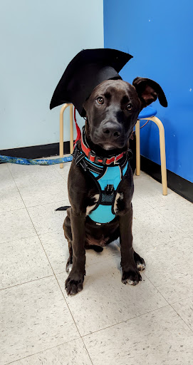 Pet Supply Store «PetSmart», reviews and photos, 1515 US-22, Watchung, NJ 07069, USA