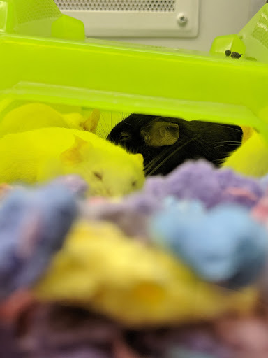 Pet Supply Store «Petco Animal Supplies», reviews and photos, 4345 U.S. 9, Freehold, NJ 07728, USA