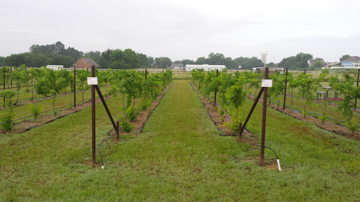 Bar «Fortunata Winery», reviews and photos, 2297 FM2931, Aubrey, TX 76227, USA