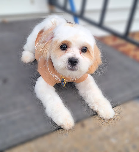 Pet Supply Store «PetSmart», reviews and photos, 1671 E Market St, Harrisonburg, VA 22801, USA