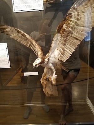 Horry County Museum - photo 71