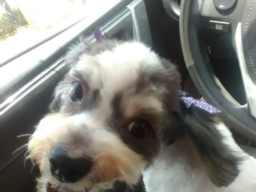 Pet Groomer «Pretty Paws Salon & Spa», reviews and photos, 604 S 77 Sunshine Strip, Harlingen, TX 78550, USA