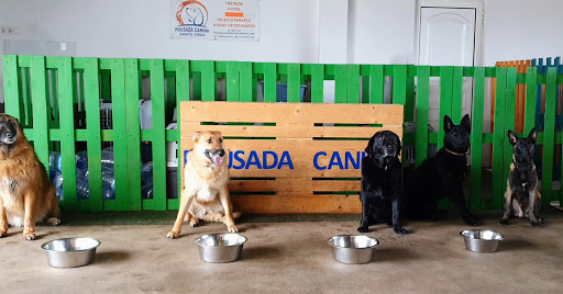 Treinador de cães, hotel para cães, creche para cães, pet taxi