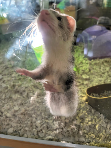 Pet Supply Store «Petco Animal Supplies», reviews and photos, 1011 University Blvd #100, Suffolk, VA 23435, USA