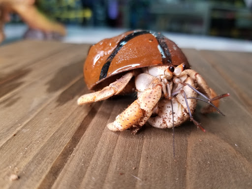 Shopping Mall «Hampton Plaza Shopping Center», reviews and photos, 4033 W Mercury Blvd, Hampton, VA 23666, USA