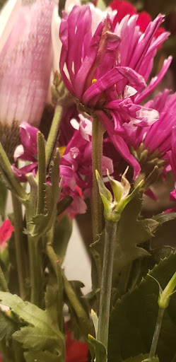 Gift Shop «Edible Arrangements», reviews and photos, 1531 N Quaker Ln, Alexandria, VA 22302, USA