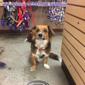 Pet Supply Store «All Pet & Equine Supply», reviews and photos, 1120 Porter Wagoner Blvd, West Plains, MO 65775, USA