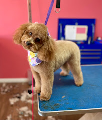 Dog Gone Clean - Photo 4 - Car repair in Round Lake, IL, Round Lake Beach