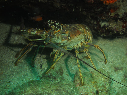 Dive Shop «Dive Shop Kissimmee», reviews and photos, 4916 W Irlo Bronson Memorial Hwy, Kissimmee, FL 34746, USA