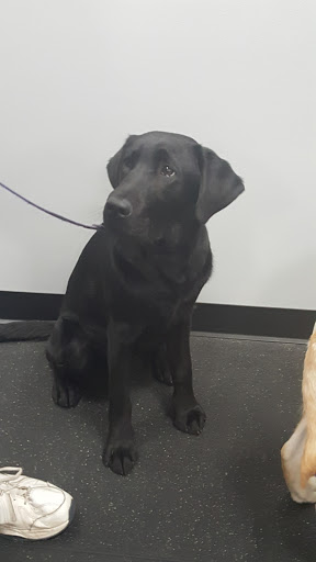 Pet Trainer «Especially For Pets Inc», reviews and photos, 424 Boston Post Rd, Sudbury, MA 01776, USA