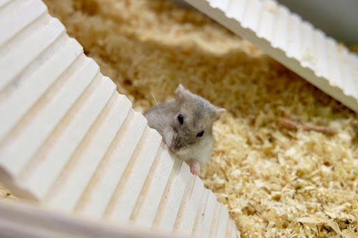 Places to buy a hamster in Milan