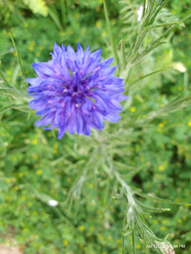 Park «Howard Moore Park», reviews and photos, 2000 Bever Blvd, Arlington, TX 76013, USA