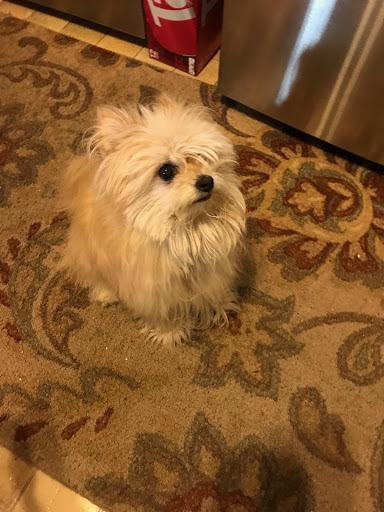 Pet Supply Store «Pet Evolution - Pet Food | Dog Wash | Grooming», reviews and photos, 429 Commerce Dr, Woodbury, MN 55125, USA