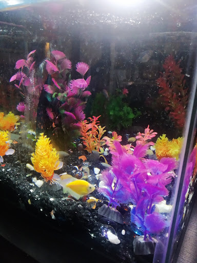 Pet Store «Pet City», reviews and photos, 14718 Whittier Blvd, Whittier, CA 90605, USA