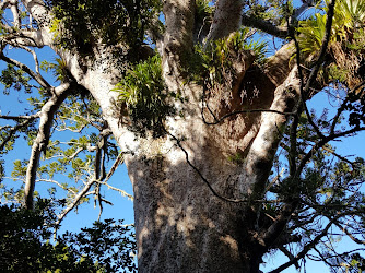 Big Kauri Tree