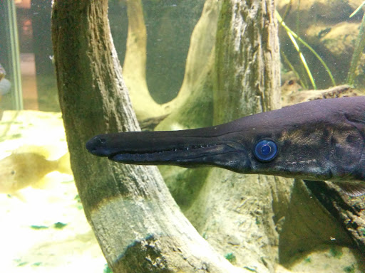 Museum «National Geographic Museum», reviews and photos, 1145 17th Street NW, Washington, DC 20036, USA