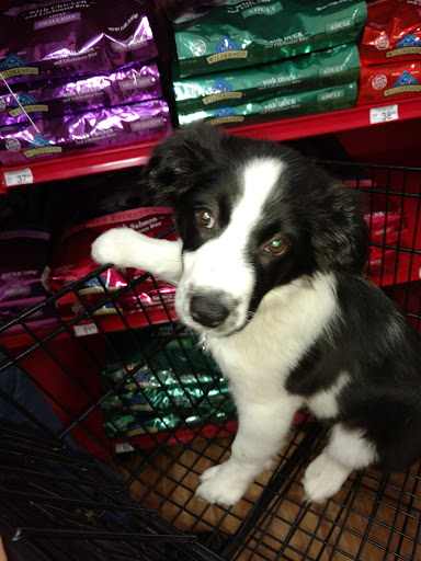 Pet Supply Store «Petco Animal Supplies», reviews and photos, 520 Woodside Rd, Redwood City, CA 94061, USA