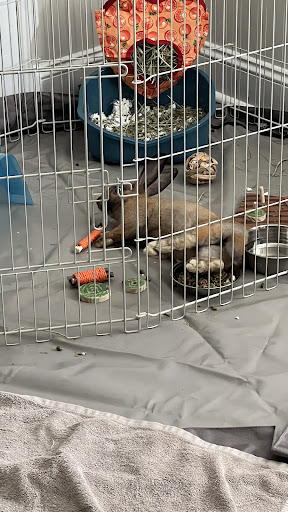 Pet Store «Pet Land», reviews and photos, 1450 Fort Campbell Blvd, Clarksville, TN 37042, USA