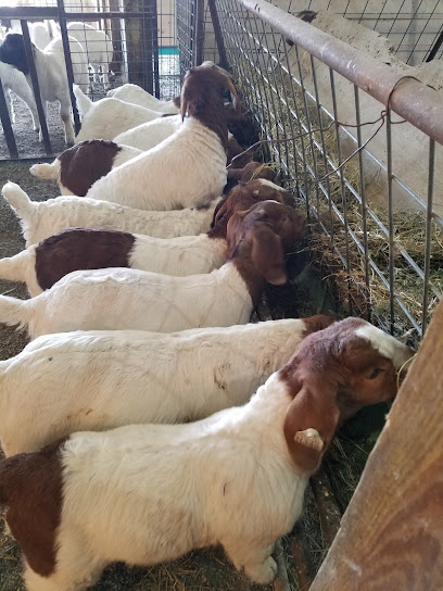 Falkenstien Show Goats