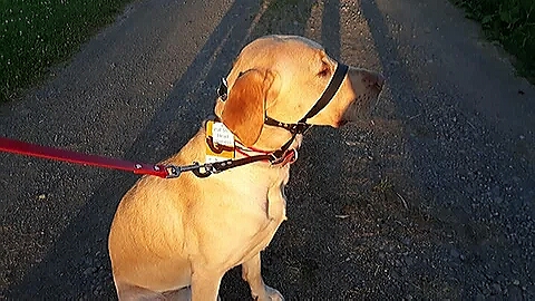 J and K Sporting Dog Supply