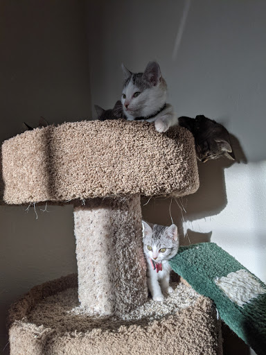 Thrift Store «Companion Animal Foundation», reviews and photos, 88 Sunnybrae Center, Arcata, CA 95521, USA