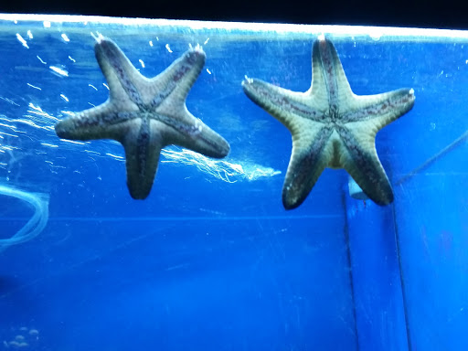 Pet Store «Fish Bowl», reviews and photos, 2117 E Race Ave, Searcy, AR 72143, USA