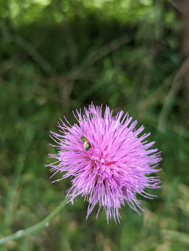 Park «River Legacy Parks East», reviews and photos, 1601 NE Green Oaks Blvd, Arlington, TX 76006, USA