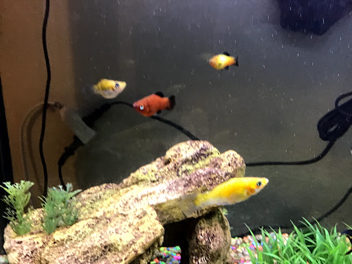 Pet Supply Store «Petco Animal Supplies», reviews and photos, 4030 N MacArthur Blvd #200, Irving, TX 75038, USA