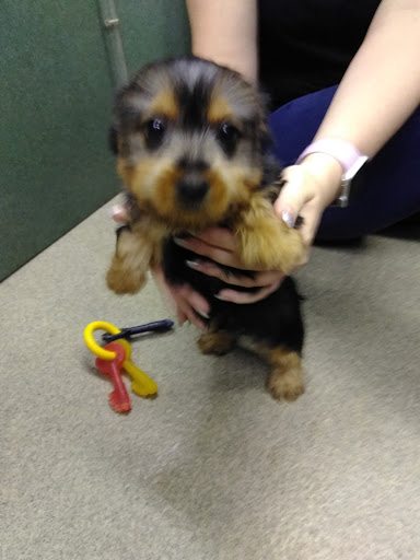 Pet Supply Store «PetSmart», reviews and photos, 6251 N Davis Hwy, Pensacola, FL 32504, USA