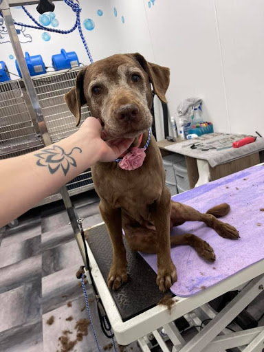 Pet Groomer «We Lov Pets», reviews and photos, 3853 Northpointe Dr, Zanesville, OH 43701, USA