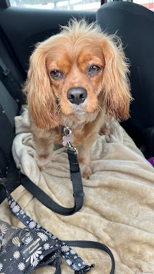 Riber Pets Duffield