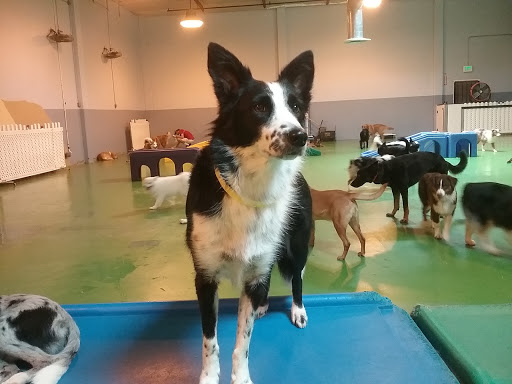 Dog trainer Costa Mesa